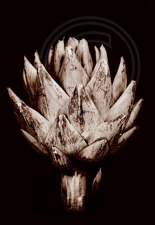 Artichoke #1