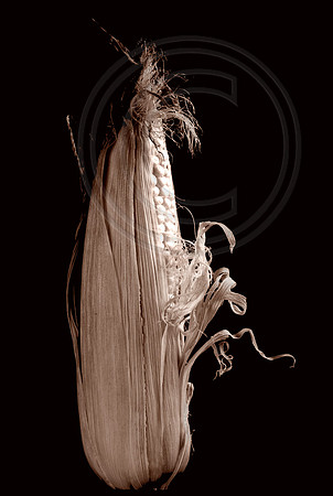Corn #1
