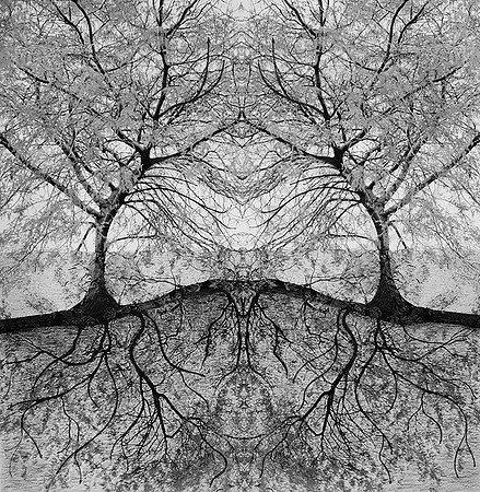 Roots