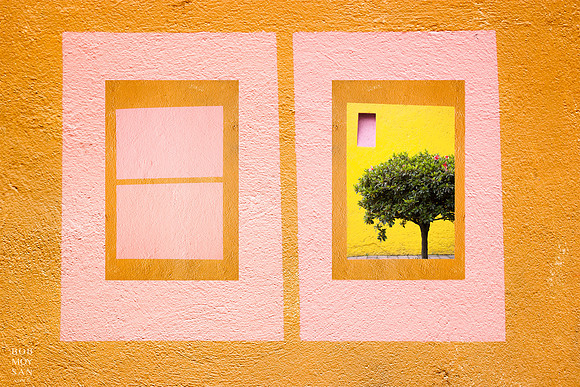 Wk 43: Un Arbol cerca de la casa de Frida (A tree near Frida's house)
